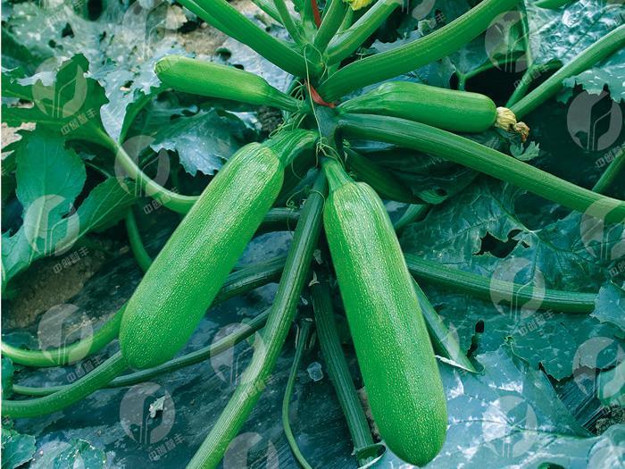 The seeds of zucchini-Zhongchuang winter Beauty