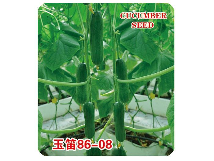 Cucumber seeds--Yudes 86-08