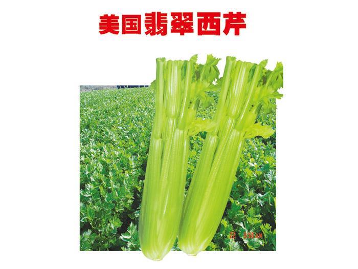 Celery seeds-emerald celery