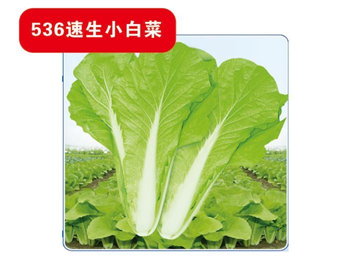 536 fast growing cabbage