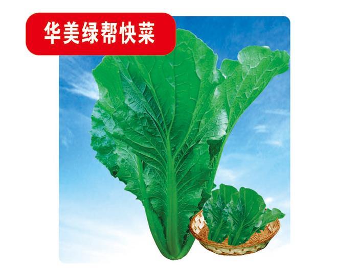 Cabbage seeds-Huamei green for quick dishes