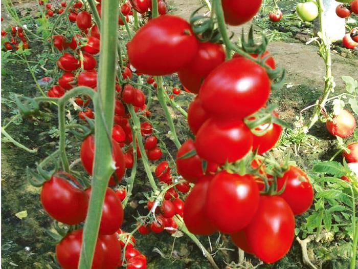 Tomato seeds-Yunid holy fruit