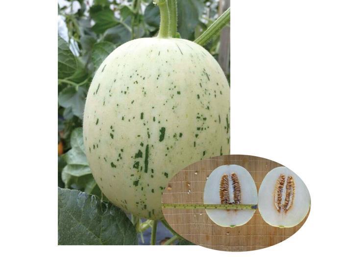 Melon Seeds-Zhongchuang-white Jade Meteor