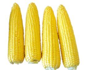 Corn seeds-super sweet corn 700