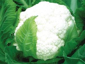 Cauliflower seeds-Zhongchuang-Yujie