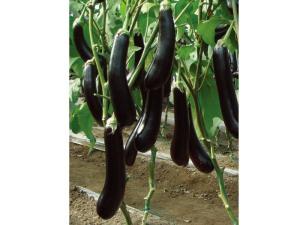 Eggplant Seeds-bu ze