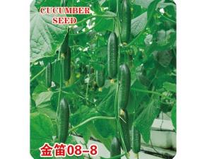 Cucumber seeds-Jindi 08-8