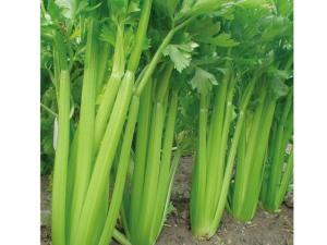 Celery seeds-Ventura celery