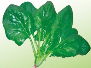 Spinach seeds-Summer green spinach