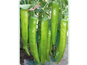 Pepper Seeds-jinqing 668