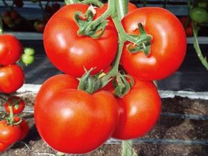 Tomato Seeds-Yunidkelli