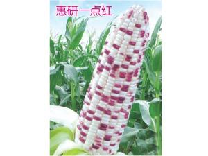 Corn Seeds-Huiyan a Little Red