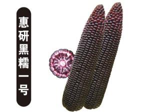 Corn seeds-Hui black waxy No.