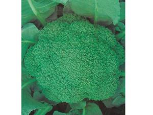 Cauliflower seeds-Zhongchuang green Qi