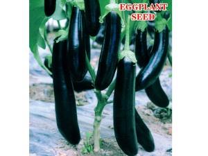 Eggplant seed Eggrlants R-806