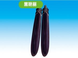 Eggplant seeds-Black and gorgeous