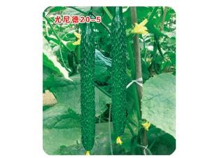 Cucumber seeds-Yunid 20-5