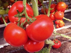 Unidkino - Tomato Seeds