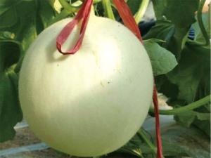 Melon Seeds-Zhongchuang-White Jade 208