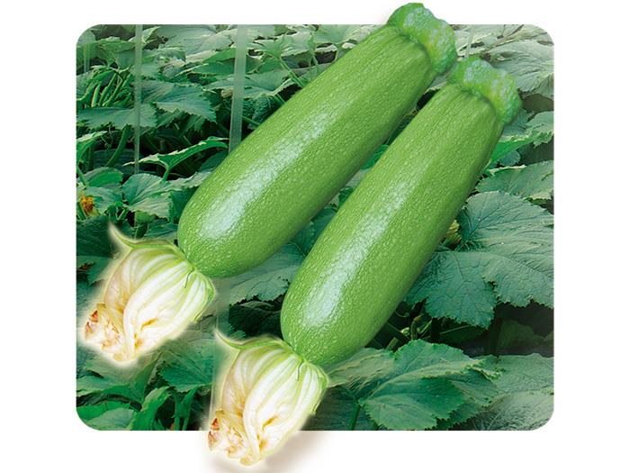 How to buy good zucchin...